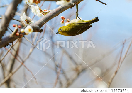 白色梅花在Shibakoen和mezzo的廣場 13573754