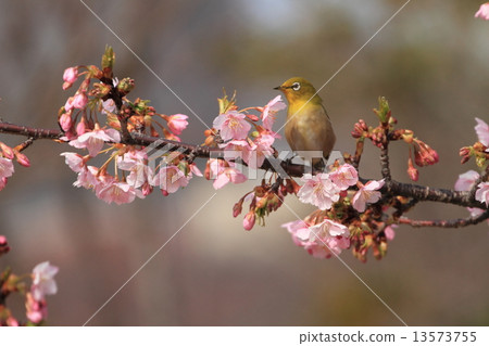 進入盛開的Satozakura，它是一個mezzilo 13573755