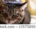 Cat Up 2 13573850