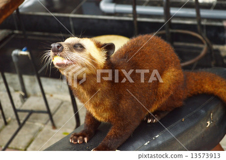 Musk cat Musk cat 13573913