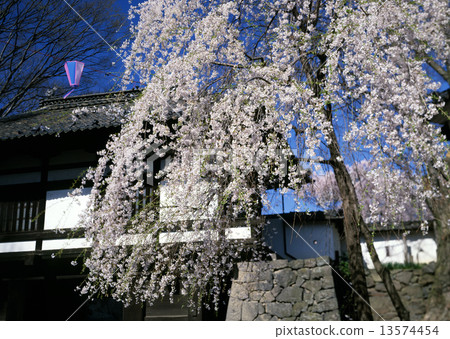 Old-fashioned garden 13574454