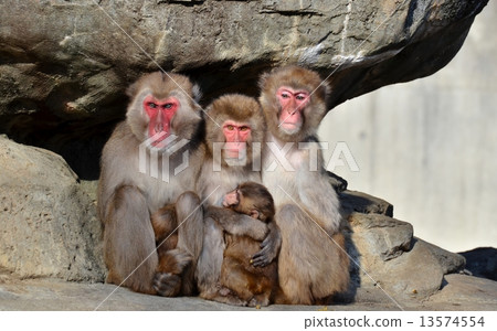 Monkey dumpling (Monkey dumpling) Monkey dumpling (Monkey dumpling) 13574554