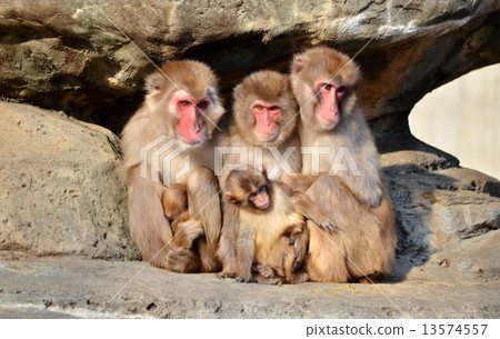 Monkey dumpling (Monkey dumpling) 13574557