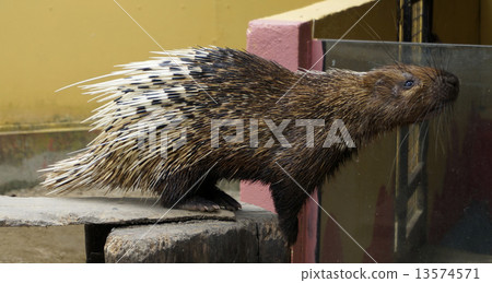 Nocturnal animals Malayan porcupine Hystrix brachyura. 13574571