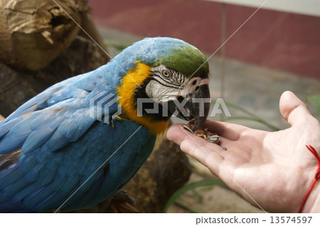 Beautiful parrot is eating food with hands 13574597
