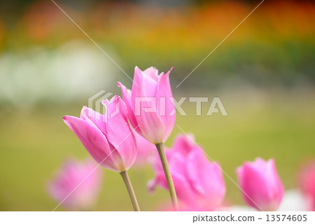 在濱松花公園的鬱金香 在濱松花公園的鬱金香 13574605