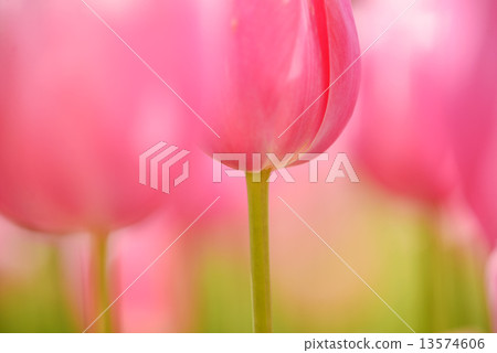 Tulip at Expo Memorial Park Tulip at Expo Memorial Park 13574606