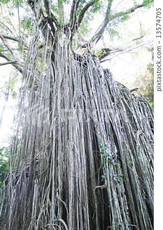 A strange-killed fig tree 13574705