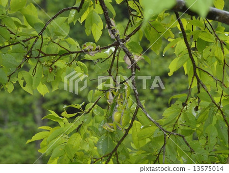 Moria gull frog 13575014