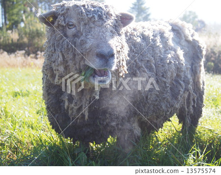 sheep, cool, good looking 13575574