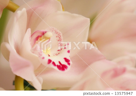 Cymbidium 13575947