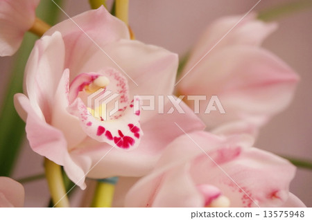 Cymbidium 13575948