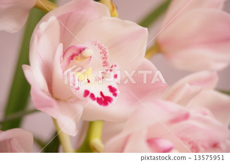 Cymbidium 13575951