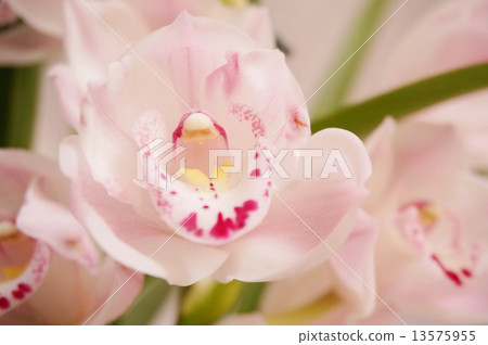 Cymbidium 13575955