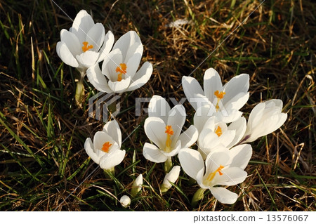 White saffrons White saffrons 13576067