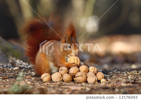 Squirrel in paradise 13576093