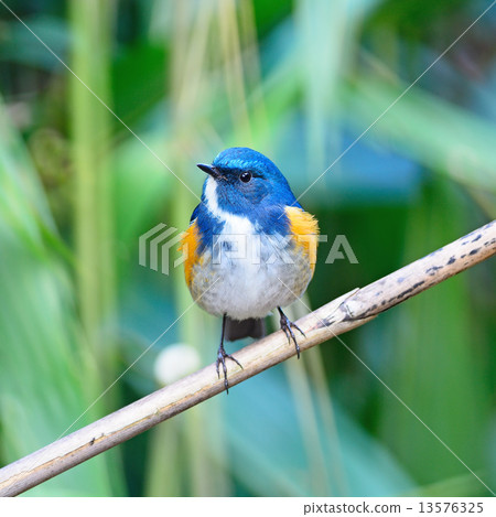 male Himalayan Bluetail 13576325