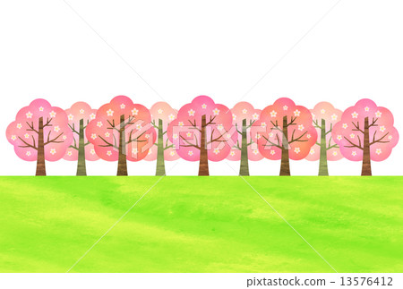 Row of cherry blossom trees in spring 13576412