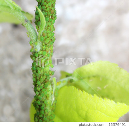 Green aphids on a tree. Green aphids on a tree. 13576491