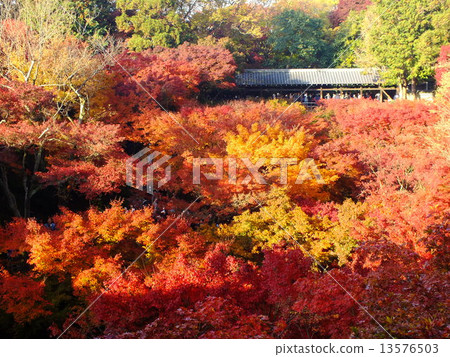 Tofukuji秋葉 Tofukuji秋葉 13576503