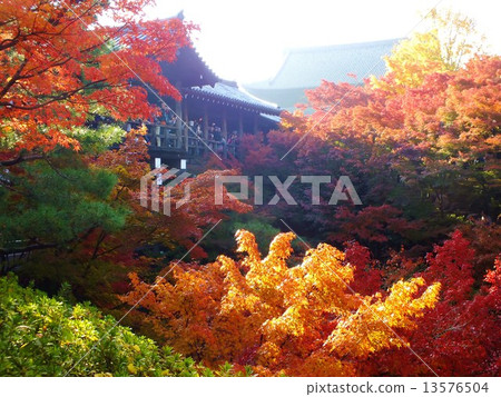 Tofukuji秋葉 Tofukuji秋葉 13576504