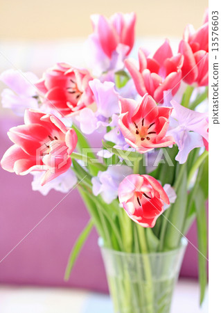 Tulip and Sweetpie Arrange Tulip and Sweetpie Arrange 13576603