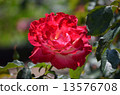Rose Double Delight 13576708