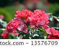 Rose Angela 13576709