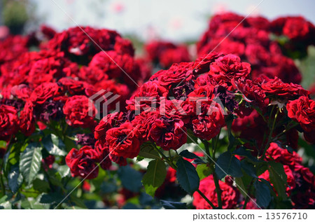 Ballarava Groot Ballarava Groot 13576710