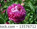 Peony root 13576712