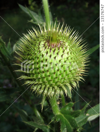 Silbyum marianum. Thistle. 13576747