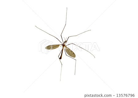 Tipulidae. Large mosquito. 13576796