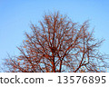 Tree branches with nest on blue sky background 13576895