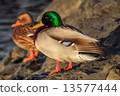 small duck family 13577444