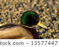 Staring duck 13577447