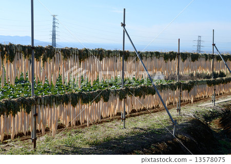 Dried radish 13578075