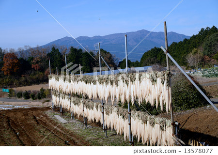 Dried radish 13578077