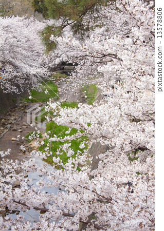 Mukawa的櫻花 13578806