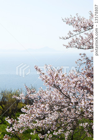 Ako Osaki的櫻花 13578807