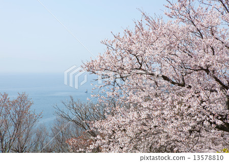 Cherry blossoms of Ako Osaki 13578810