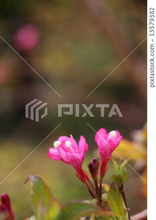 Taniugi's flower 13579382