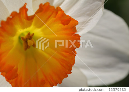 水仙花花 13579383