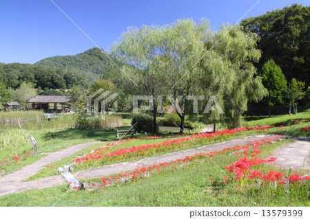 秋天秋天,盛開的Higambana和有馬富士/兵庫縣有馬富士公園 秋天秋天,盛開的Higambana和有馬富士/兵庫縣有馬富士公園 13579399