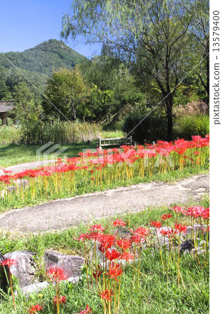 秋天秋天，盛開的Higambana和有馬富士/兵庫縣有馬富士公園 13579400