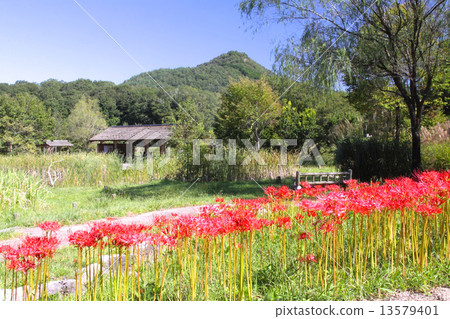 秋天秋天，盛開的Higambana和有馬富士/兵庫縣有馬富士公園 13579401