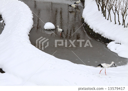 兵庫縣立鸛村公園,鸛“國家指定天然寶藏”和雪景 兵庫縣立鸛村公園,鸛“國家指定天然寶藏”和雪景 13579417