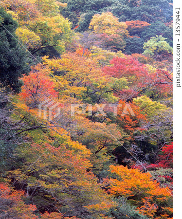 觀音瀑布（Kanba no Taki）五彩秋葉的壯麗景色“百日瀑布”“百日風景”“國家指定景區” 13579441