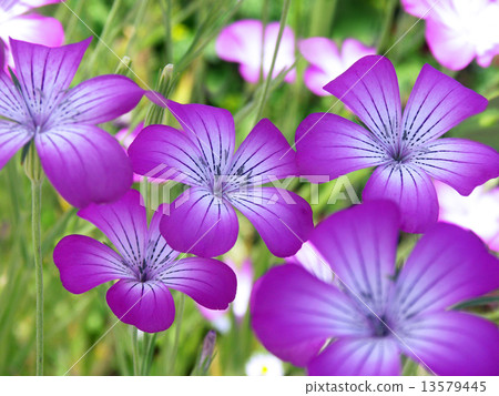 Agrostima模仿筆記 13579445