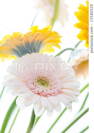 gerbera flowers gerbera flowers 13580529