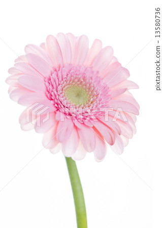 gerbera flowers 13580736